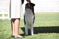 IMG_0334