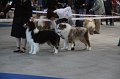 IMG_0547