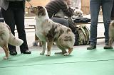 IMG_0527