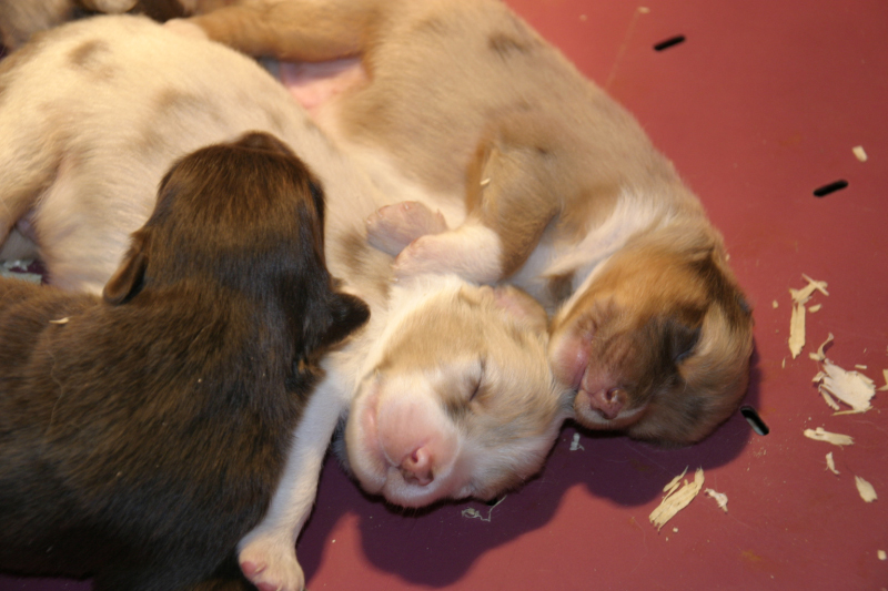 Tazz-Wendy 20070927006