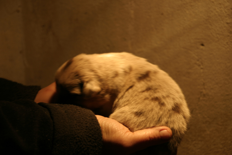 Tazz-Wendy 20070927029