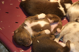 Tazz-Wendy 20070927004