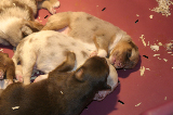 Tazz-Wendy 20070927005