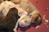 Tazz-Wendy 20070927006