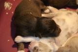 Tazz-Wendy 20070927007