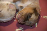 Tazz-Wendy 20070927010