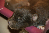 Tazz-Wendy 20070927011