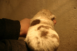 Tazz-Wendy 20070927016