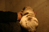 Tazz-Wendy 20070927017