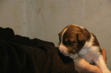 Tazz-Wendy 20070927019