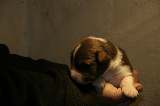 Tazz-Wendy 20070927020