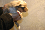 Tazz-Wendy 20070927024