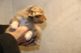 Tazz-Wendy 20070927026