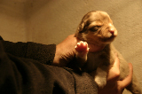 Tazz-Wendy 20070927027