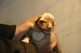 Tazz-Wendy 20070927028