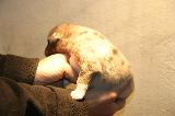 Tazz-Wendy 20070927030