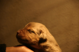 Tazz-Wendy 20070927035