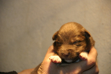 Tazz-Wendy 20070927037
