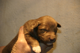 Tazz-Wendy 20070927038