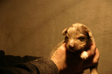 Tazz-Wendy 20070927040