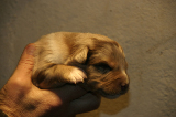 Tazz-Wendy 20070927041