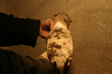 Tazz-Wendy 20070927044