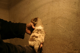 Tazz-Wendy 20070927045
