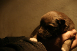 Tazz-Wendy 20070927047