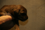 Tazz-Wendy 20070927051