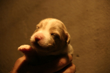 Tazz-Wendy 20070927053