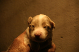 Tazz-Wendy 20070927054