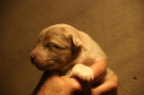 Tazz-Wendy 20070927056