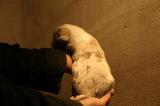 Tazz-Wendy 20070927058