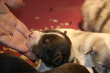 Tazz-Wendy 20070927061