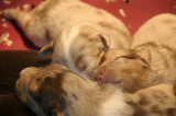 Tazz-Wendy 20070927062