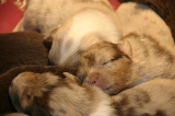 Tazz-Wendy 20070927063