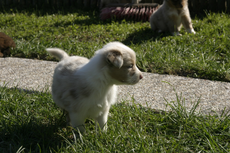 5 semaines207